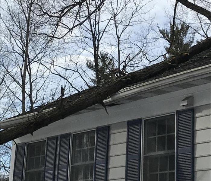 A tall and slim tree laying on the roof of a house