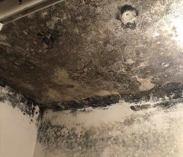 Mold covered ceiling in a closet