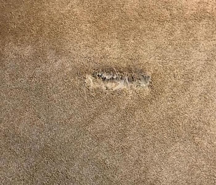 Stained carpet