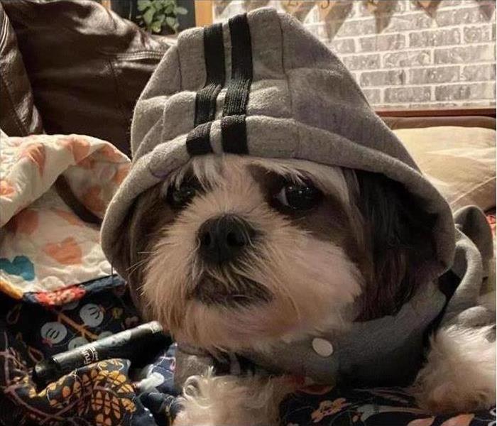 Small dog with a sweatshirt on and hood up